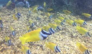 小梅沙海洋世界 小梅沙海洋世界